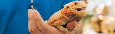 reptile-vet-carrying-a-bearded-dragon